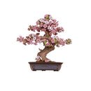 Sakura Bonsai